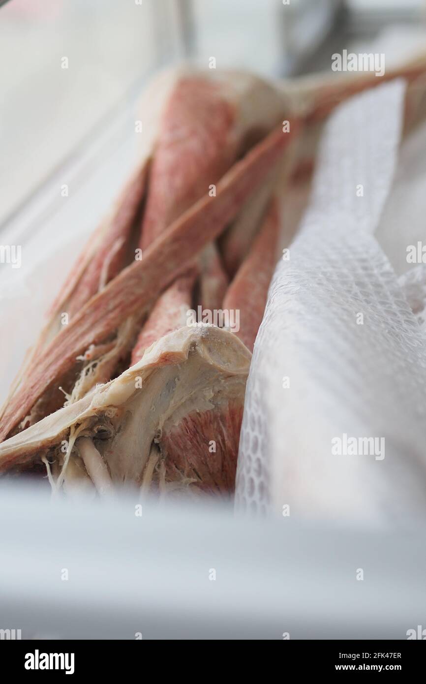 Menschliche Muskeln, Knochen. Menschliche Anatomie. Die innere Struktur des menschlichen Körpers. Stockfoto