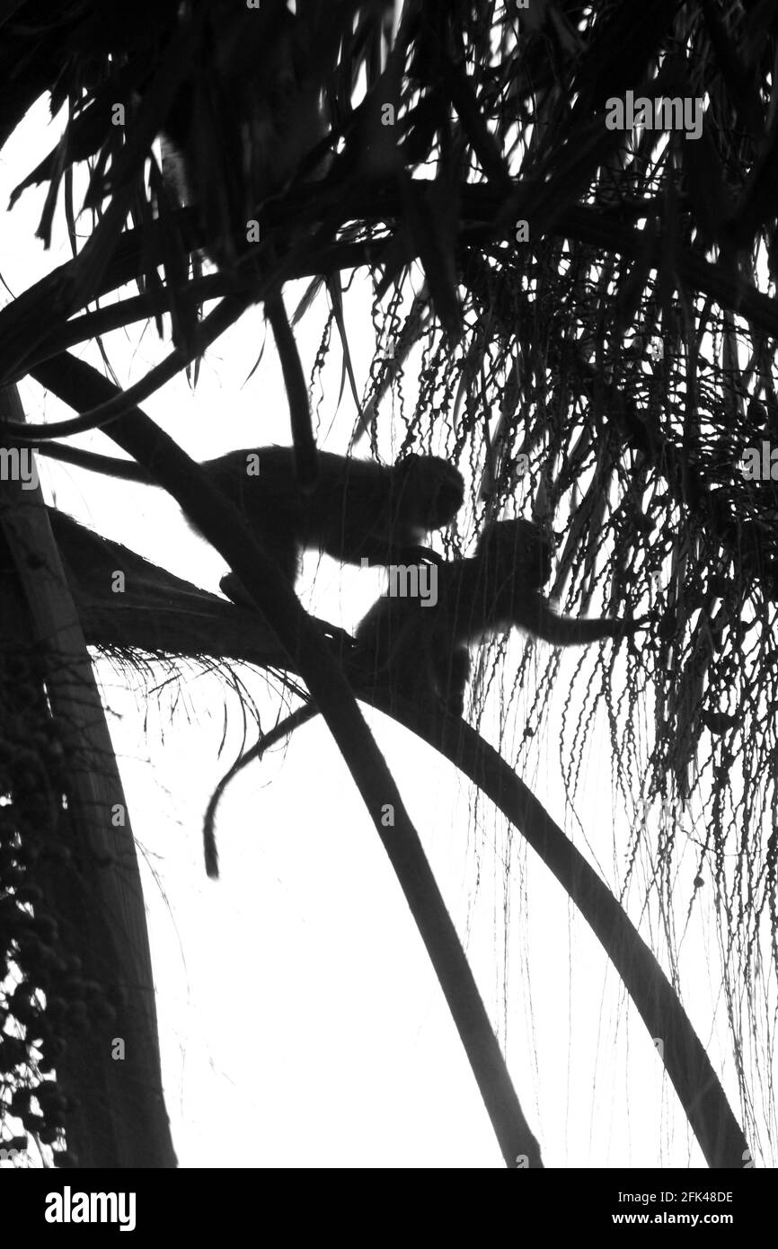 Schwarz-weiße Silhouette von zwei vervettenen Affen, die sich füttern Eine Palme Stockfoto