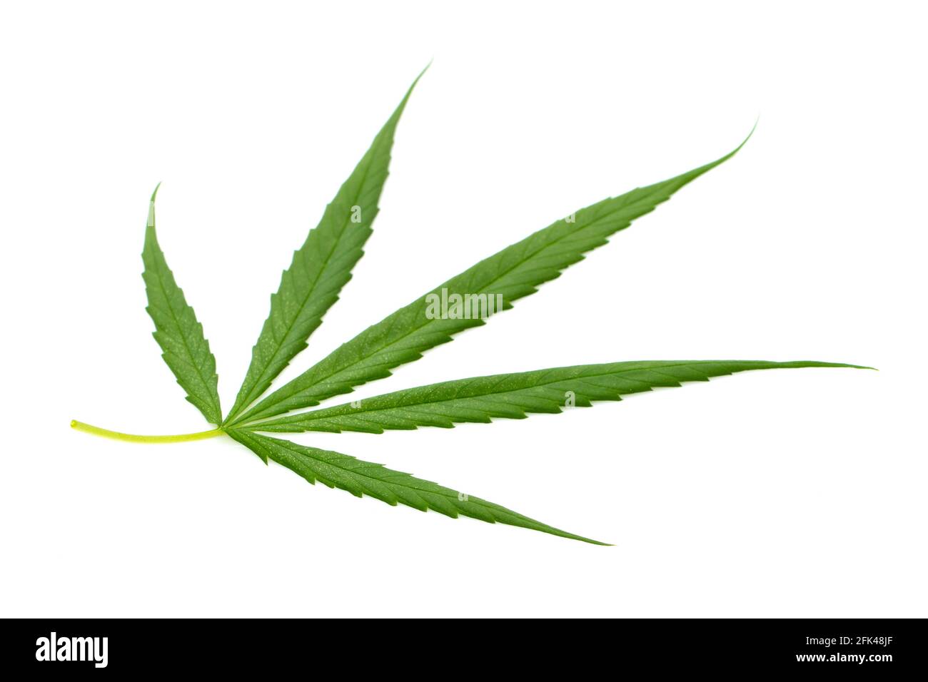 Bild von frischen grünen Cannabisblättern isoliert auf weißem Hintergrund. Stockfoto