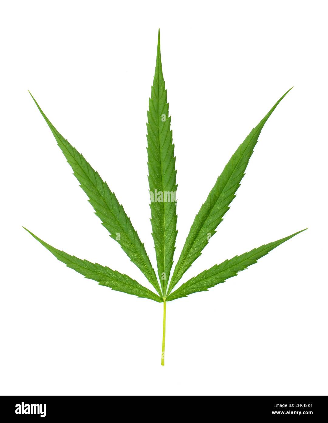Bild von frischen grünen Cannabisblättern isoliert auf weißem Hintergrund. Stockfoto