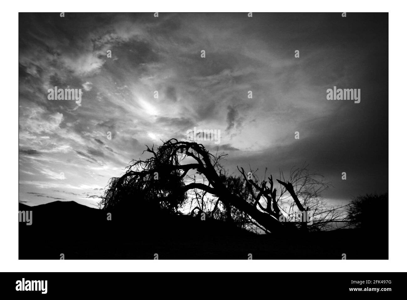 Unabhängiger Weihnachtsappellan...... Integrierte ländliche Entwicklung und Naturschutz (IRDNC) in Namibia.die trockene Wüstenlandschaft Namibias wartet auf die ersten Regenfälle der Saison. Ein klarer, bakeing blauer Himmel wird langsam in ein tiefes dunkelgrau gekocht, während die Wolken in Rollen. Der Regen stürmt und sobald knochentrockene Flüsse zum Leben erwacht. Foto von David Sandison November 2004 Stockfoto