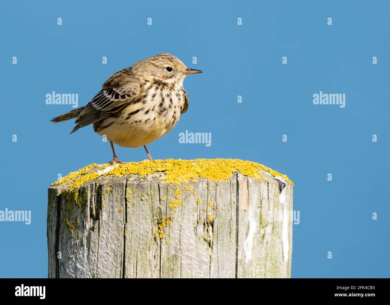Britische Vögel - Skylark Alauda arvensis Stockfoto