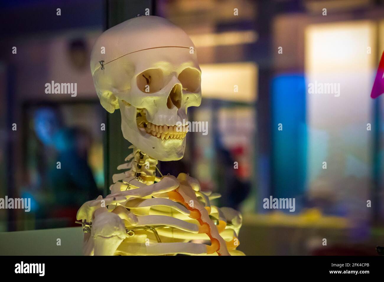 Medizinisches menschliches Skelett-Modell auf dem Display im Science Museum in London Stockfoto