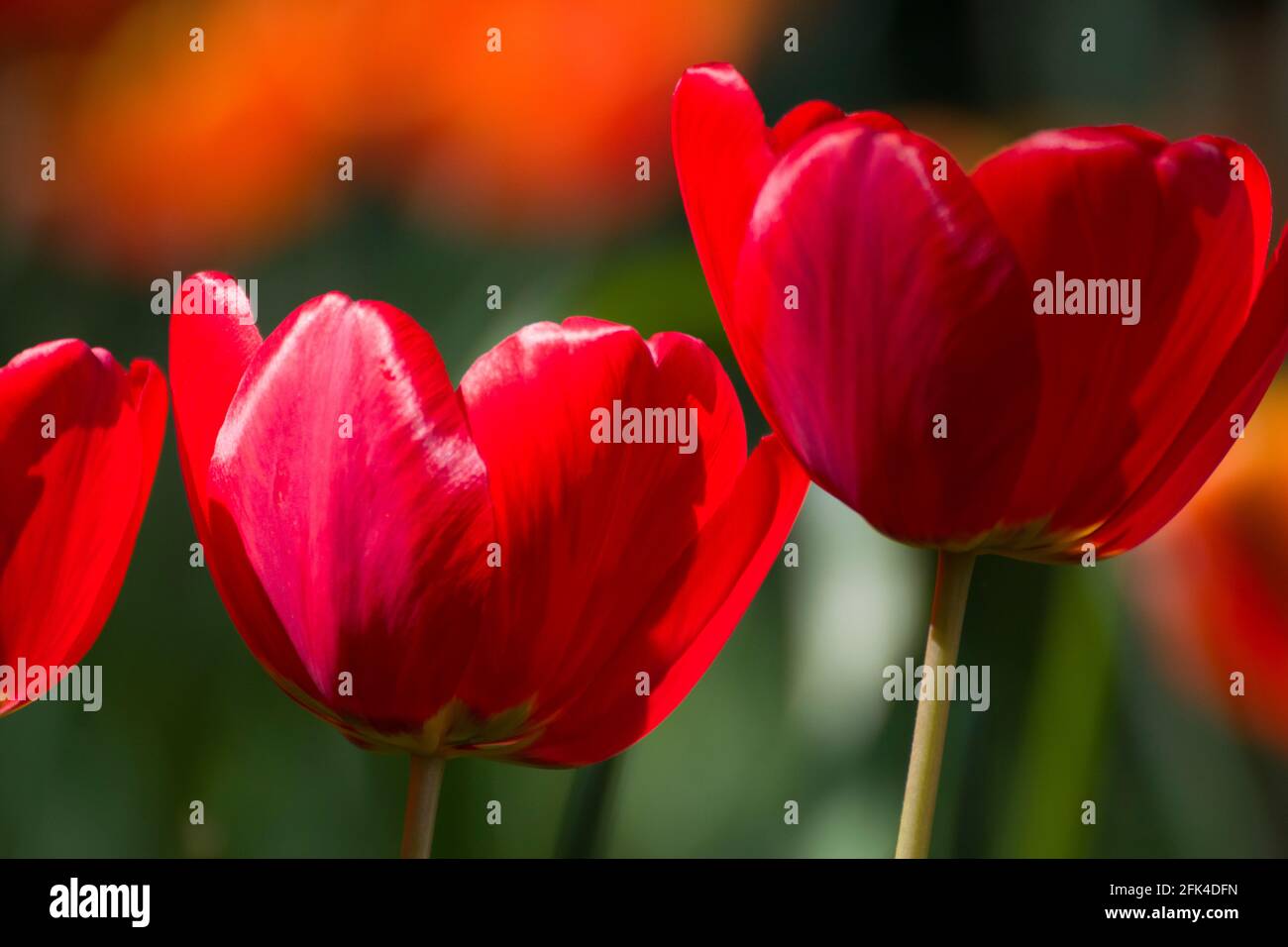 Schöne rote Tulpen blühen im Garten. Die Tulpe ist eine bauchige, frühlingsblühende Pflanze der Lilienfamilie mit kühn gefärbten, schalenförmigen Blüten. Stockfoto