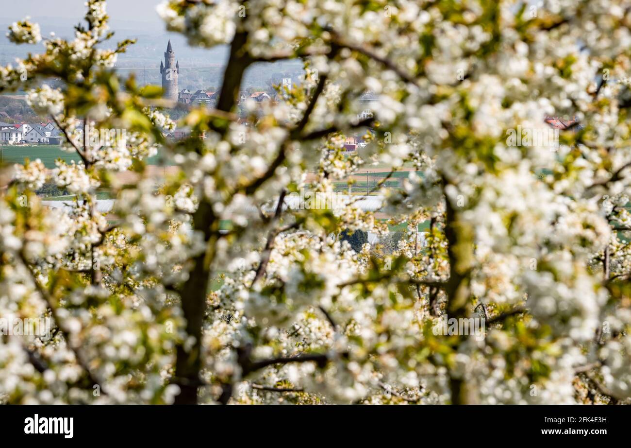 Friedberg, Deutschland. April 2021. Hinter den blühenden Kirschbäumen im  Stadtteil Friedberg von Ockstadt ist in der Ferne links der Adolf-Turm von  Schloss Friedberg zu sehen. Ockstadt mit seinen über 40,000 Obstbäumen ist