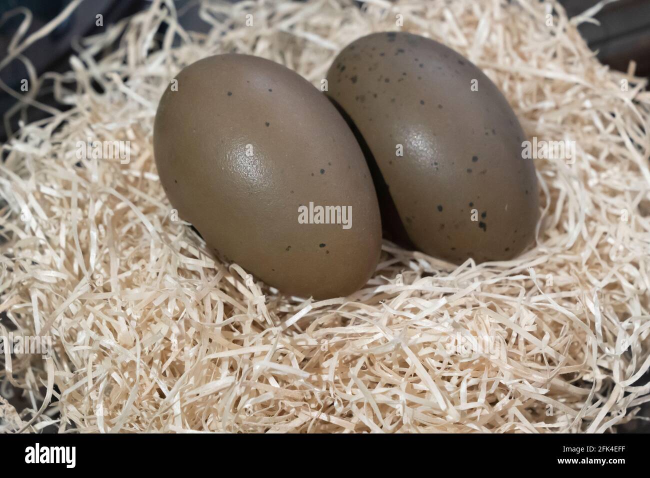 Grüne Eier mit Gavia Arctica gesprenkelt. ostereier auf Stroh, ostern. Stockfoto