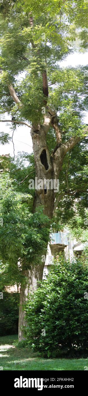 Großer alter Akazienbaum mit Aushöhlungen. Pisa. Italien. Stockfoto