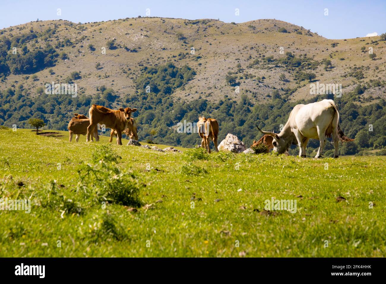 Provincia di Roma Località Segni Stockfoto