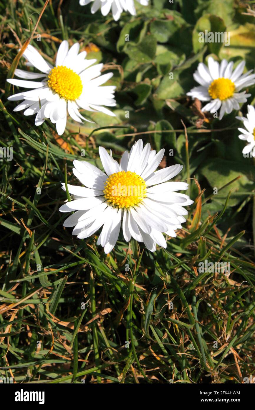 BELLIS PERENNIS. GÄNSEBLÜMCHEN Stockfoto