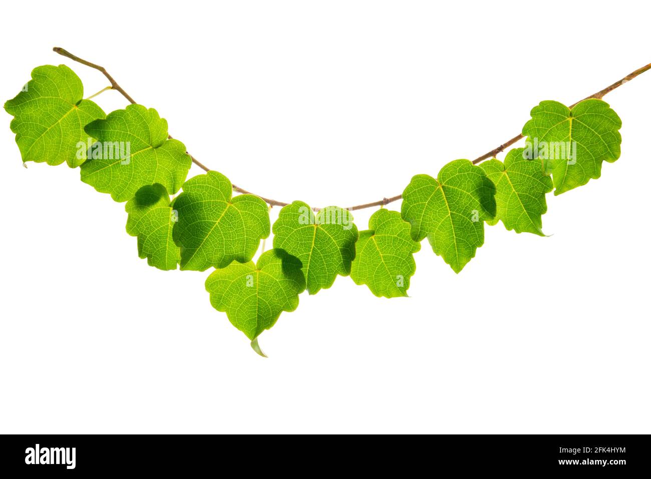 Junger grüner Zweig isoliert auf weißem Hintergrund für Dekotierung Stockfoto