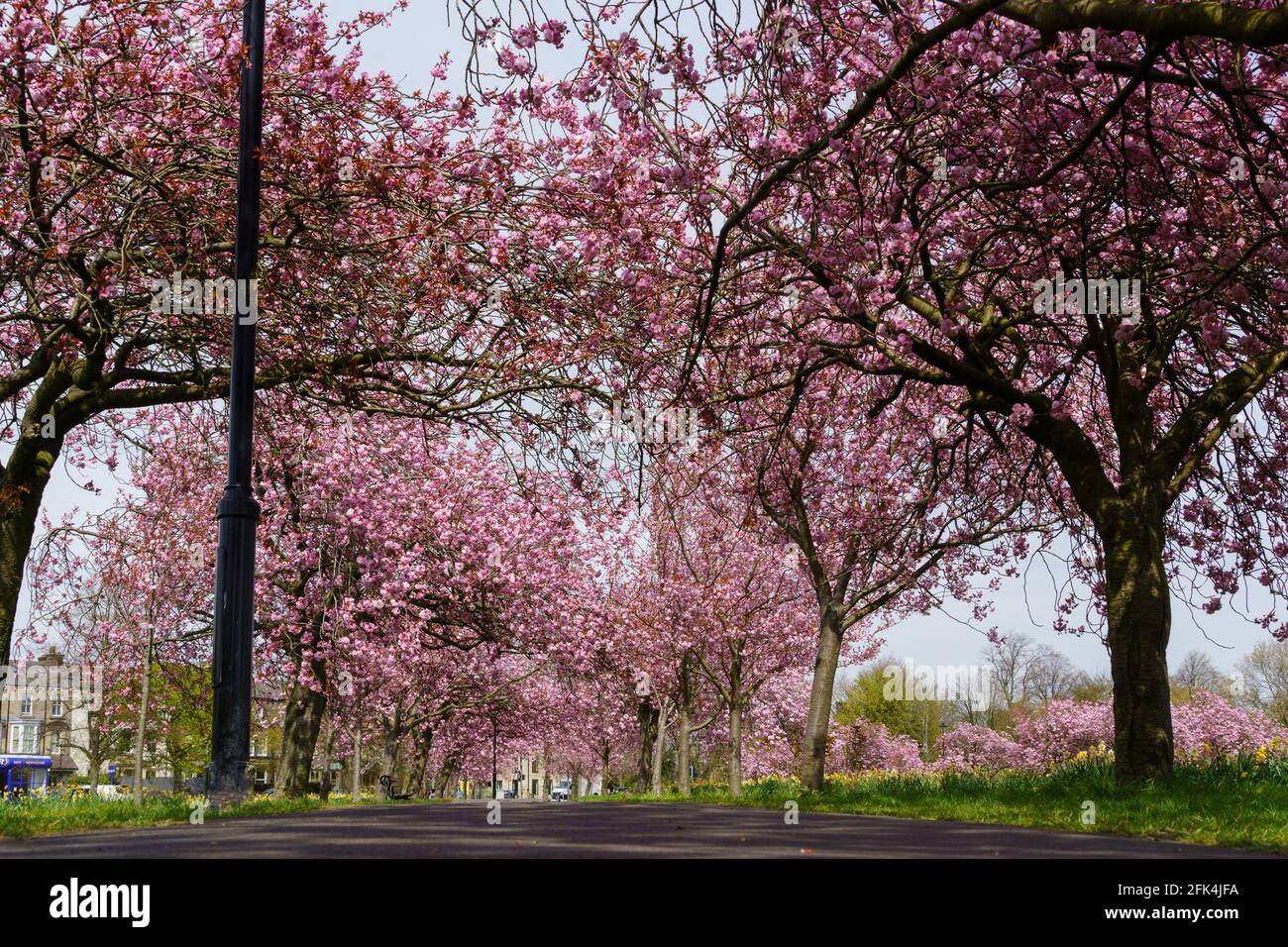 Blick auf den Boden von einem öffentlichen Fußweg, der von Pink Cherry Blossom in voller Blüte, Stray rein, Harrogate, North Yorkshire, England, VEREINIGTES KÖNIGREICH. Stockfoto
