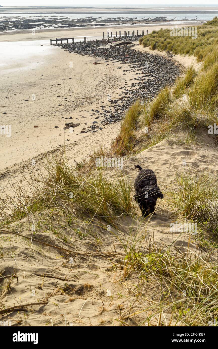 Gesunder junger Hund, der sich am Strand beim Spielen amüsieren kann Der Sand Stockfoto