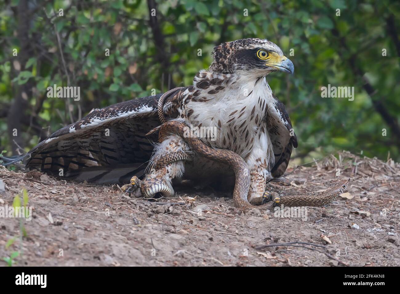 Die Klapperschlange wickelte sich um den Adler, als sie versuchte, sich zu wehren. BHARATPUR, INDIEN: SEHEN SIE DEN Moment, in dem ein feistiger Adler in einen kurvenreichen Kampf mit einem geratet ist Stockfoto