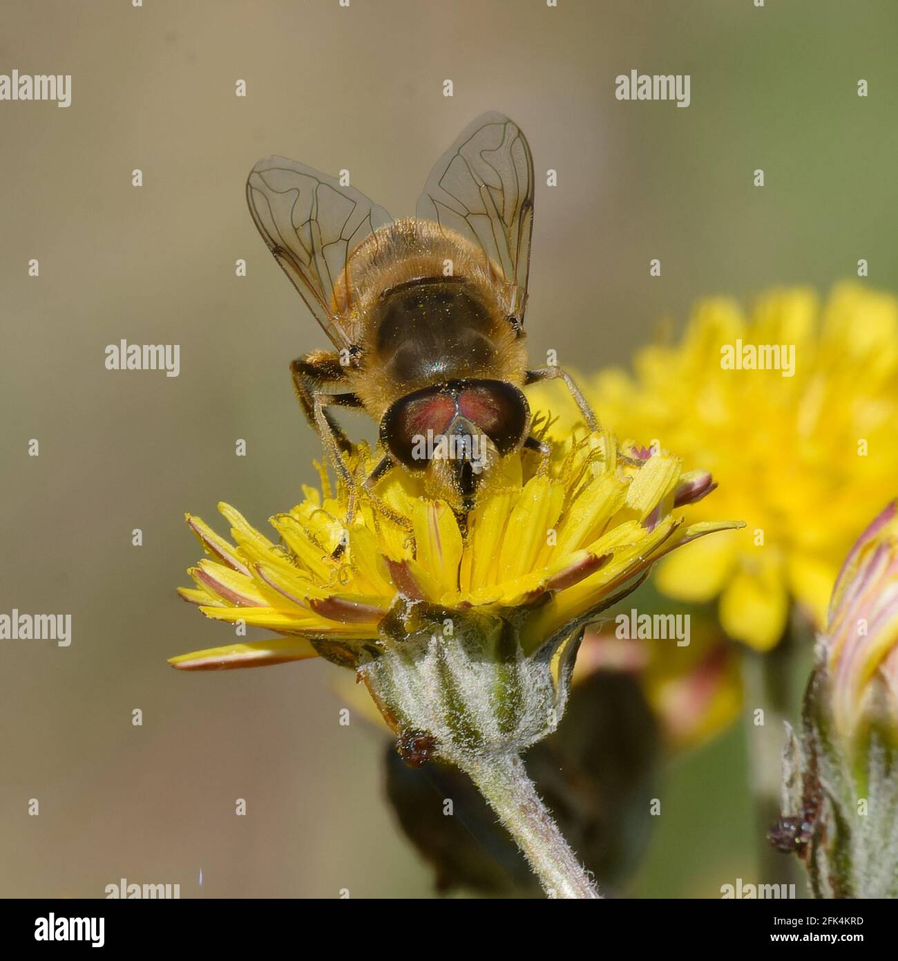 Gewöhnliche Drohnenfliege (Eristalis tenax) auf einer Blume Stockfoto