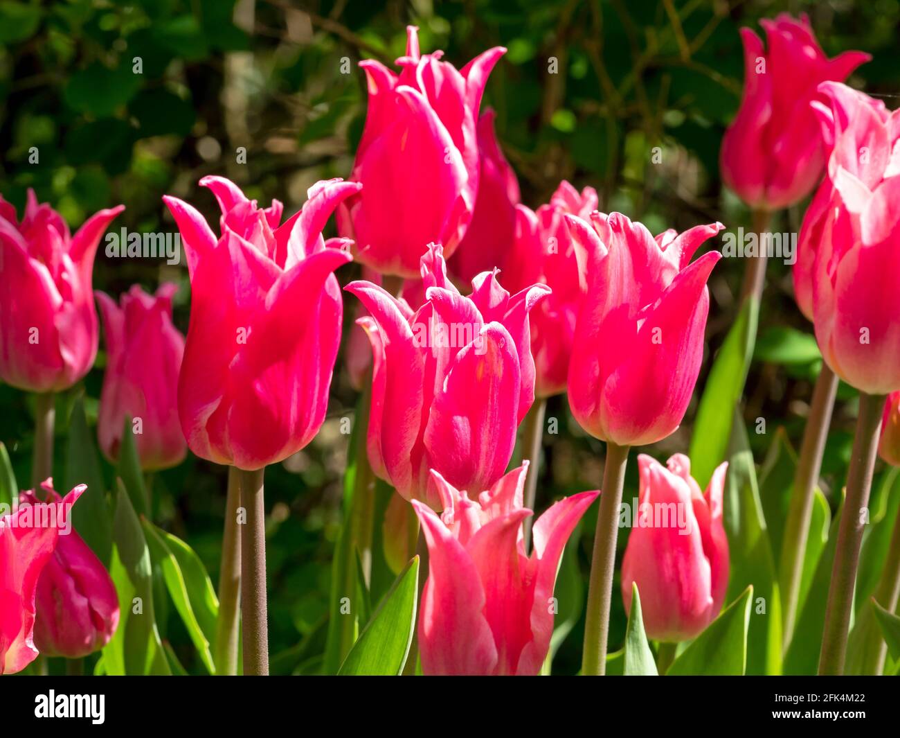 Leuchtend rosa Tulpenblüten in einem Frühlingsgarten Stockfoto