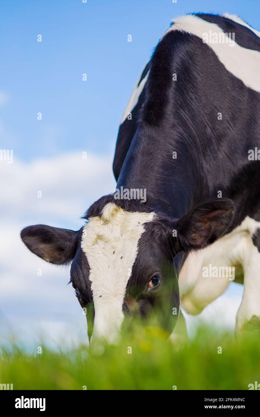 Kuh, die auf der grünen Weide isst Stockfoto