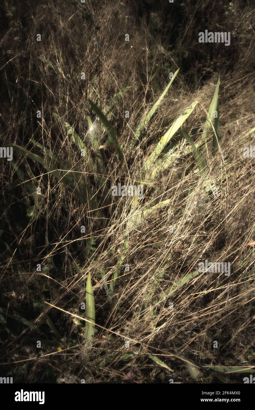 Wildes Gras, das bewachsen und trocken ist, wird nachts im Richmond Park, London, Großbritannien, durch Blitze beleuchtet Stockfoto