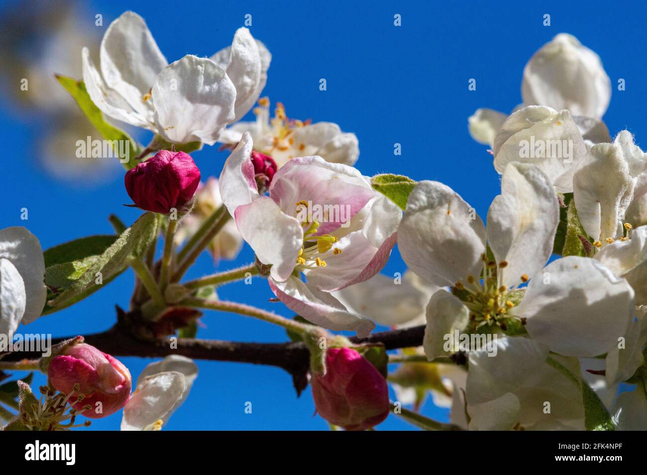 Bunt, Frühling, Unterseite Ansicht der Zierkrabben-Apfelblüte (Malus evereste) gegen einen strahlenden blauen Himmel im Frühjahr: Great Torrington, Devon, UK Stockfoto