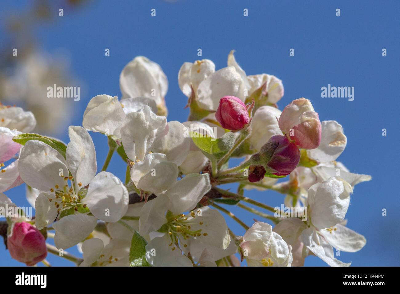 Bunt’ Frühling, Unterseite Ansicht der Zierkrabbe Apfelblüte (Malus evereste) gegen einen hellen blauen Himmel im Frühjahr #2, Stockfoto