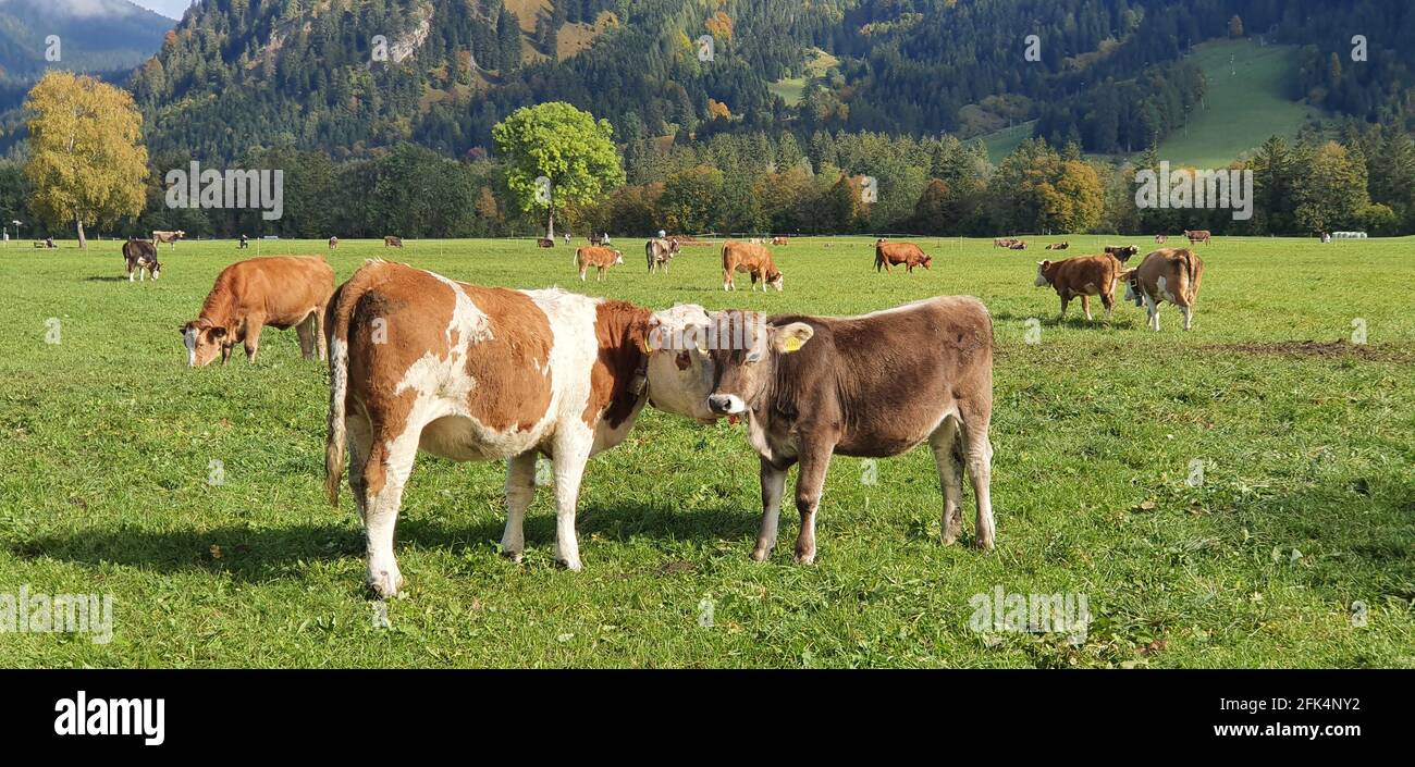 Kühe grasen in den Bergen in der Sommersaison Stockfoto