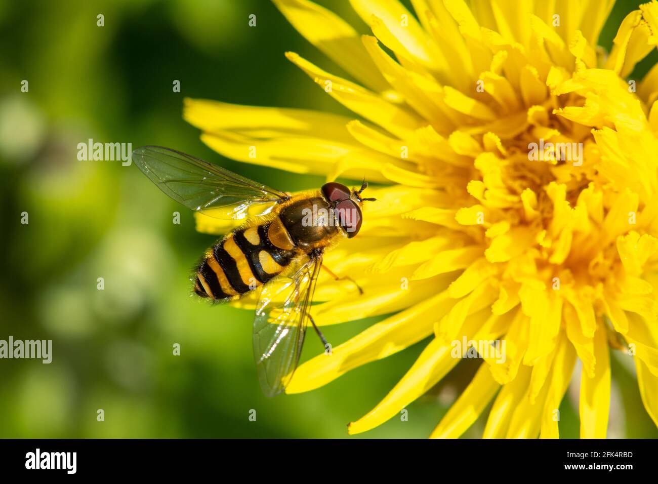 Syrphus ribesii oder Syrphus vitripennis schwebenfliegen auf einem Dandelion, Großbritannien. Diese Bienennachahmungen sind von Vorteil, da sie Bestäuber sind. Stockfoto