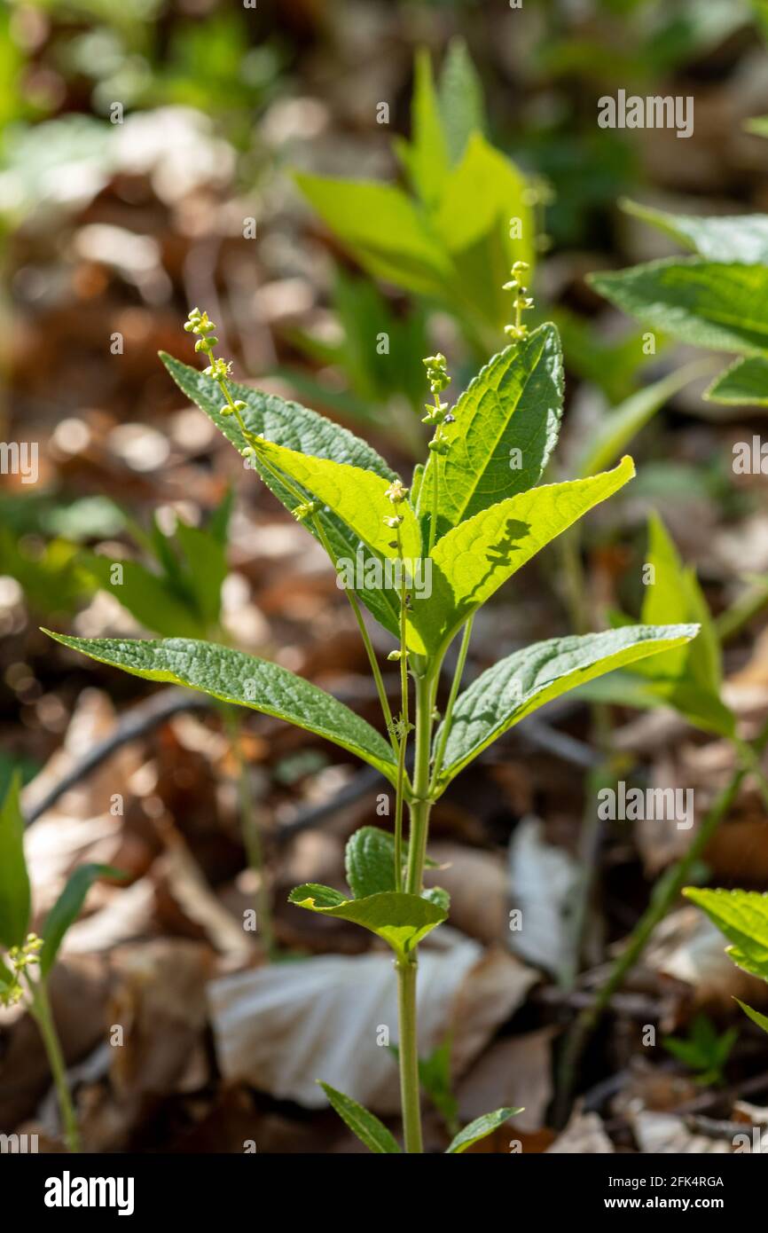 Dog's Mercury (Mercurialis perennis) Pflanzen, eine Indikatorart für uralte Wälder, Hampshire, Großbritannien Stockfoto