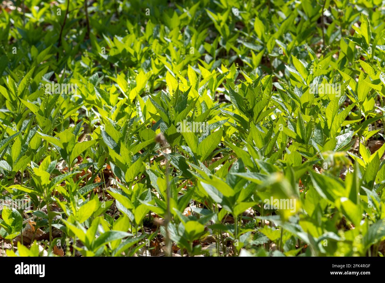 Dog's Mercury (Mercurialis perennis) Pflanzen, eine Indikatorart für uralte Wälder, Hampshire, Großbritannien Stockfoto