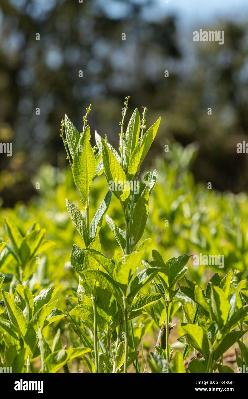 Dog's Mercury (Mercurialis perennis) Pflanzen, eine Indikatorart für uralte Wälder, Hampshire, Großbritannien Stockfoto