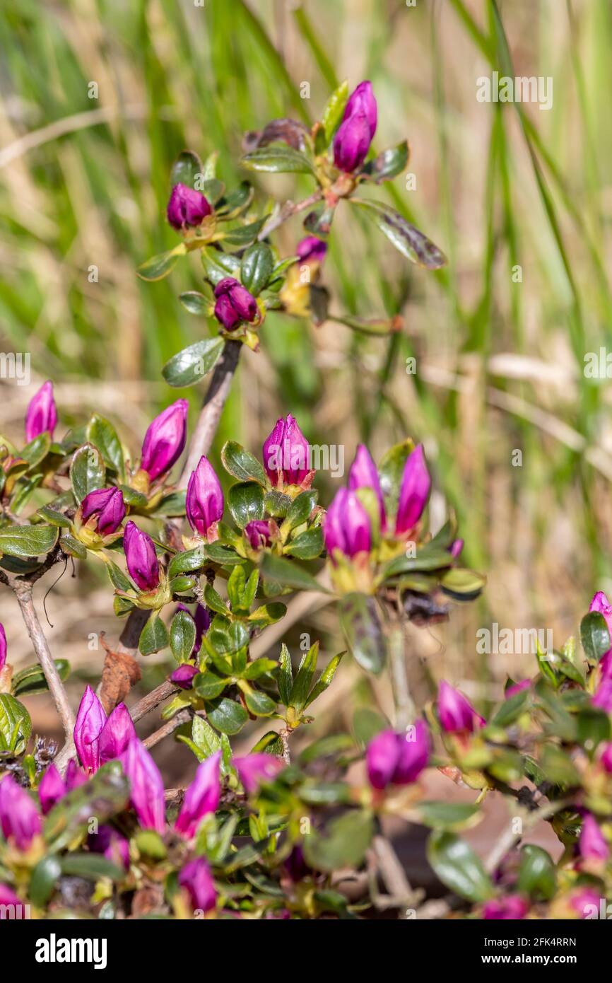 Farbenfroher Azalea-Busch mit Blütenknospen, die sich in der Nachmittagssonne öffnen. Northampton, Großbritannien Stockfoto