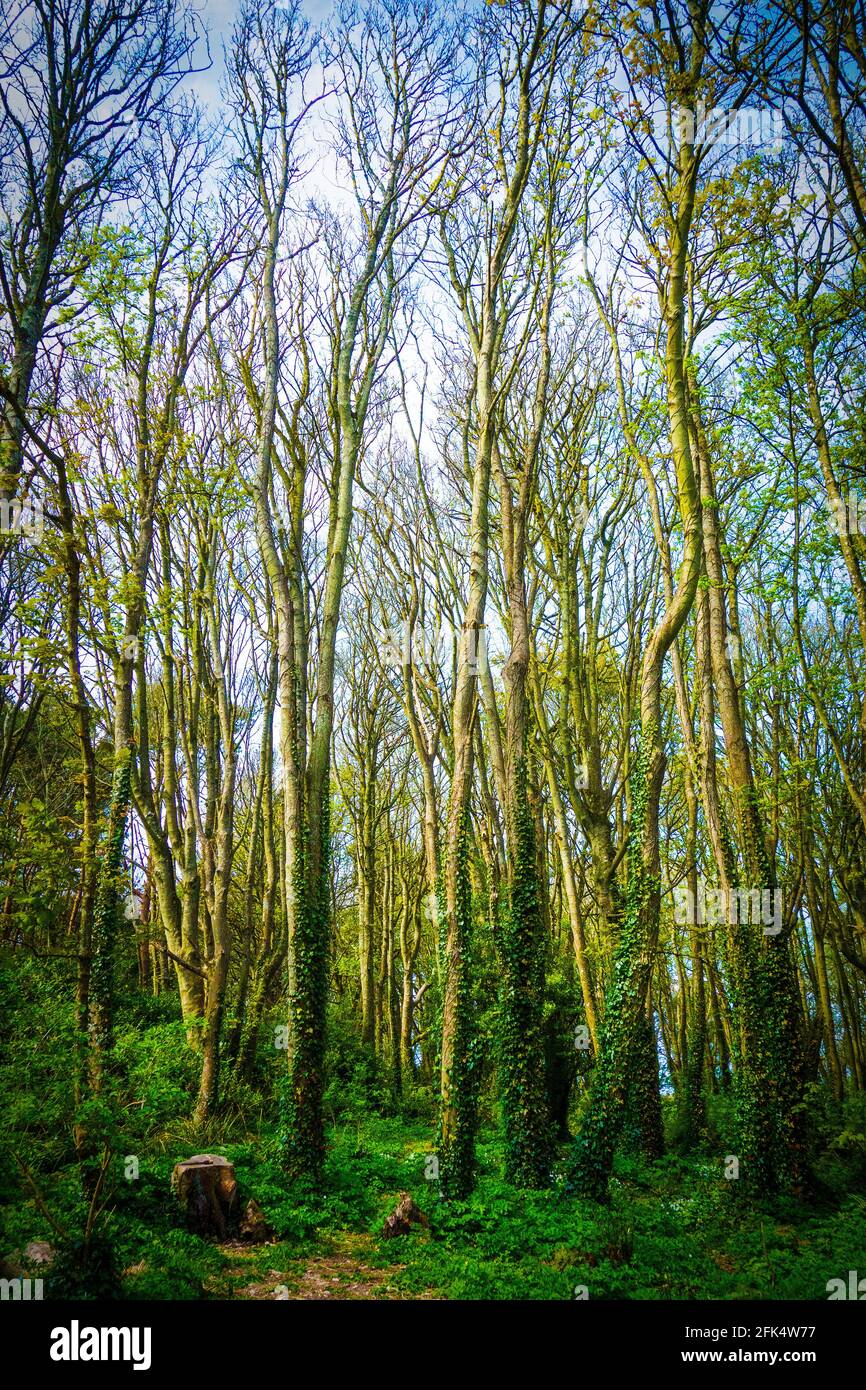 Hohe junge Bäume in einem Wald Stockfoto