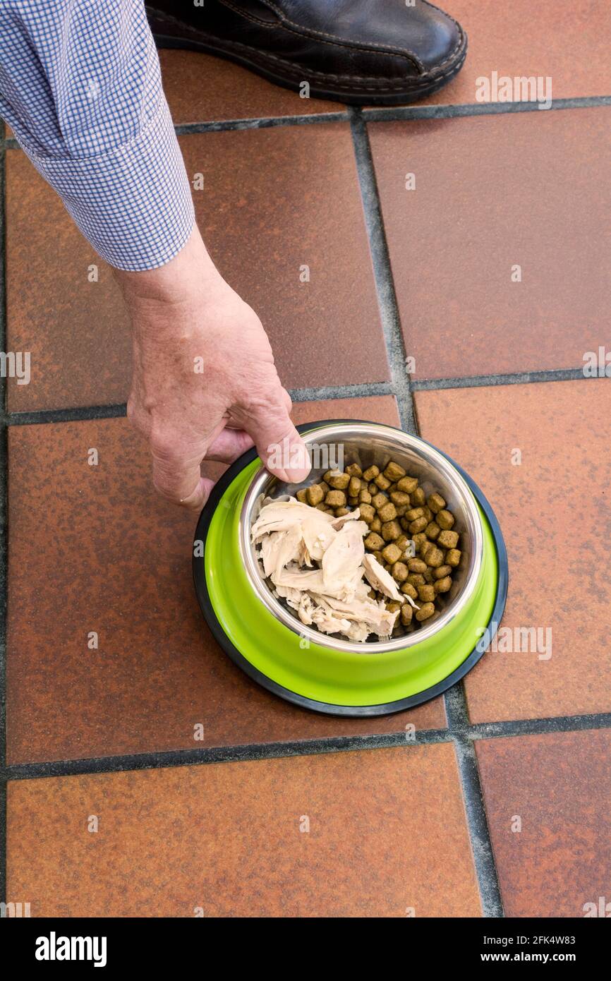 Ein Teller Hundefutter wird auf den Boden gestellt. - gekochtes Huhn und trockenes Kibble Stockfoto
