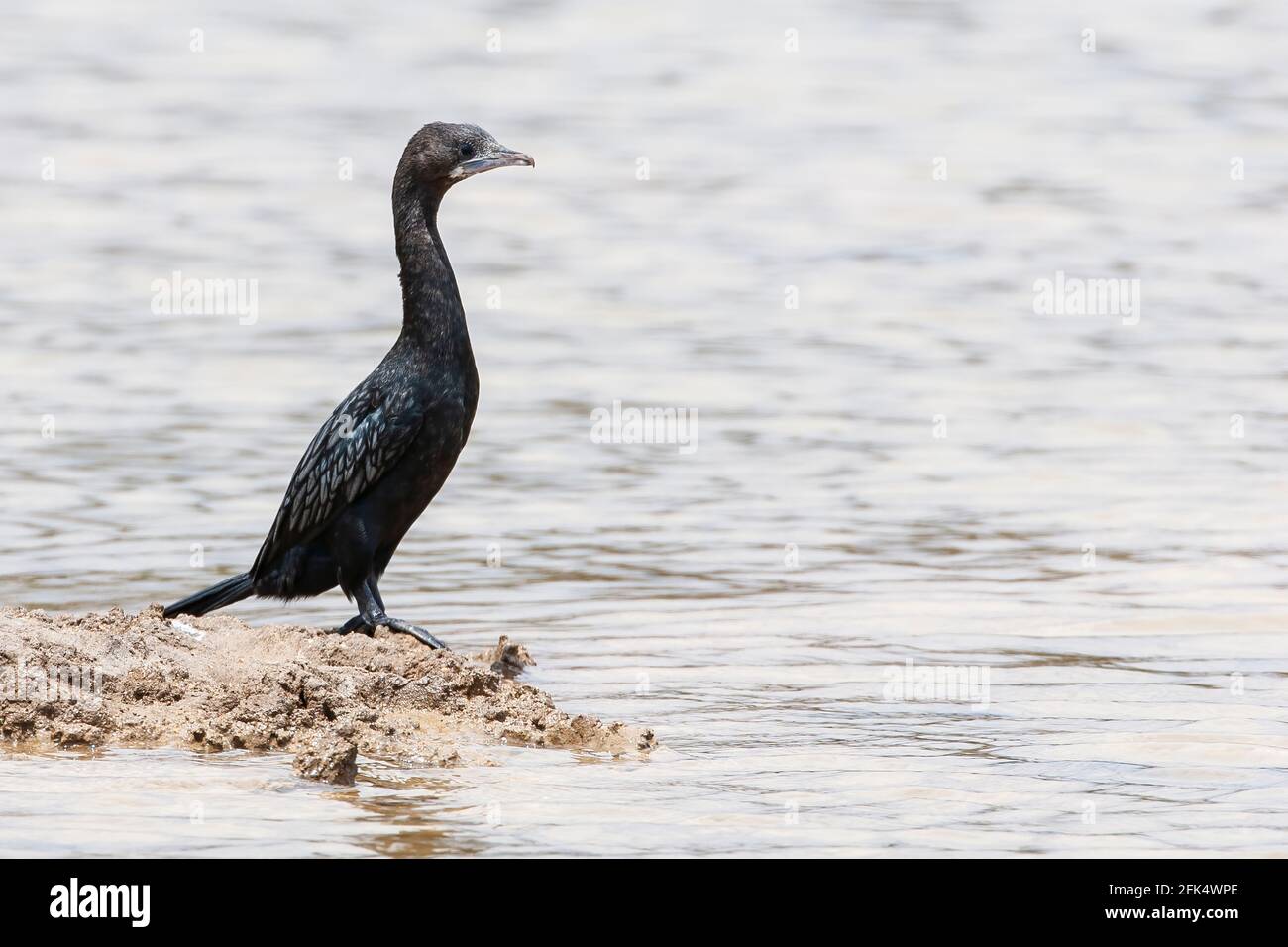 Indischer Kormoran, Phalacrocorax fuscicollis, alleinstehender Erwachsener in der Nähe des Wassers, Goa, Indien Stockfoto