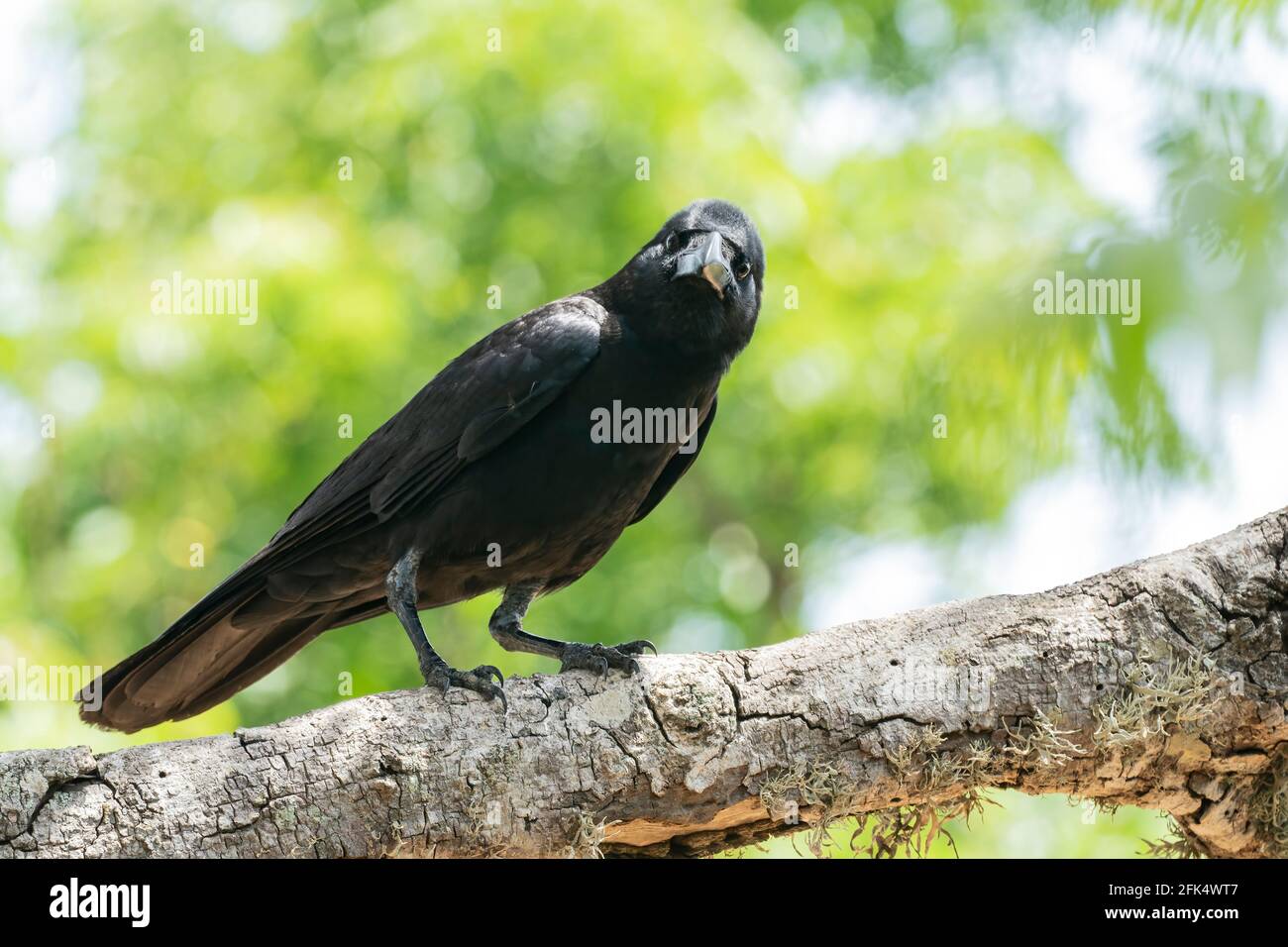 Indische Dschungelkrähe, Corvus culminnatus, alleinerziehender Erwachsener, der auf einem Ast eines Baumes thront, Yala, Sri Lanka Stockfoto