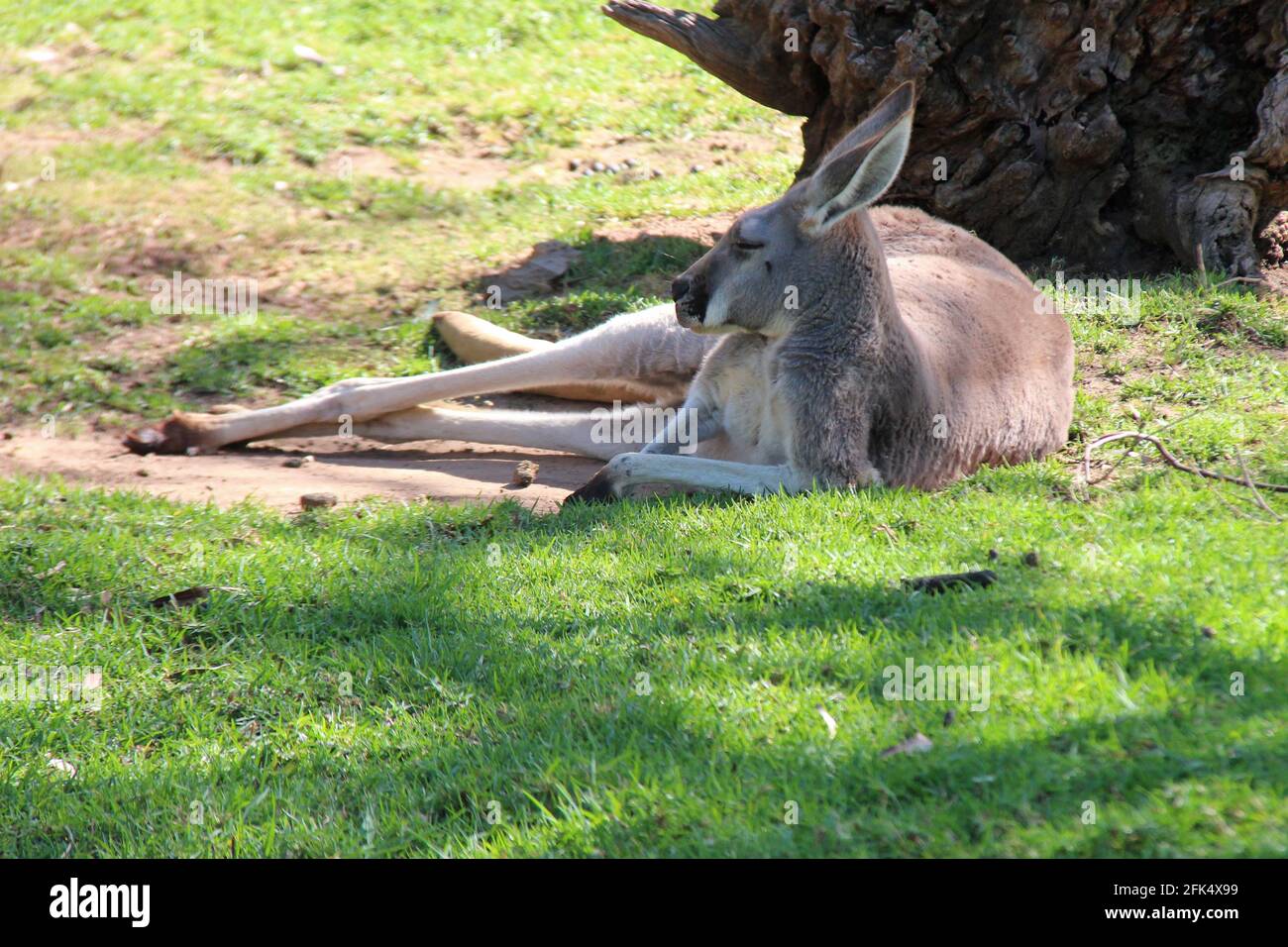känguru in einem Zoo in adelaide (australien) Stockfoto