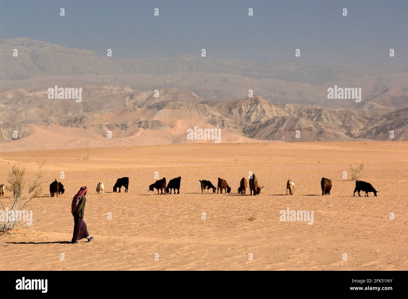 Westasien, Levante, Arabische Halbinsel, Jordanien, Jordanien, Dead Sea, Mann, der Ziegen am Toten Meer hütet Stockfoto