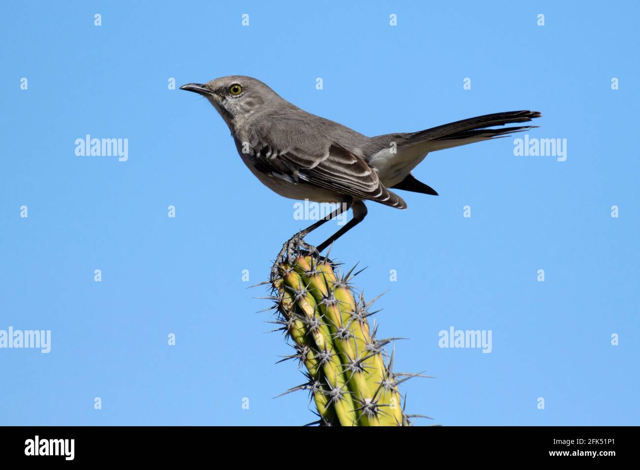 Nordamerika, Mexiko, Baja California Sur, El Sargento, Mimus polyglottos, nördlicher Mockingbird Stockfoto