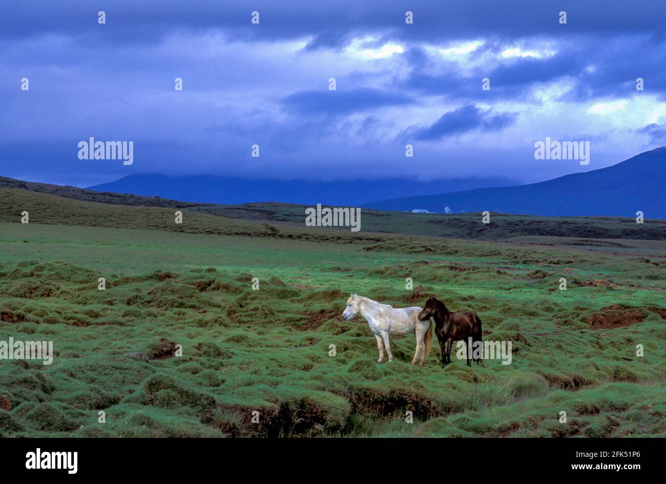 Europa, Nordatlantik, Island, Ponys Stockfoto