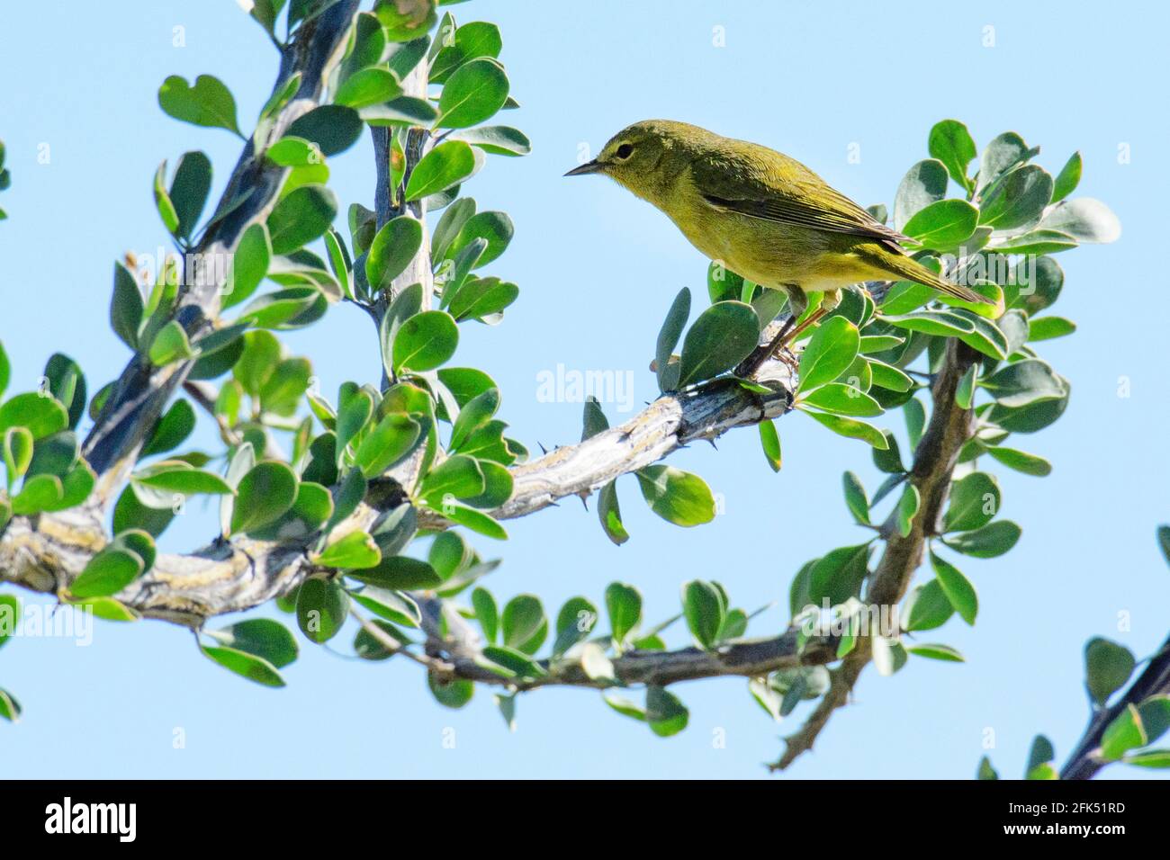 Nordamerika, Mexiko, Baja California Sur, El Sargento, Orangekronwaldsänger Stockfoto