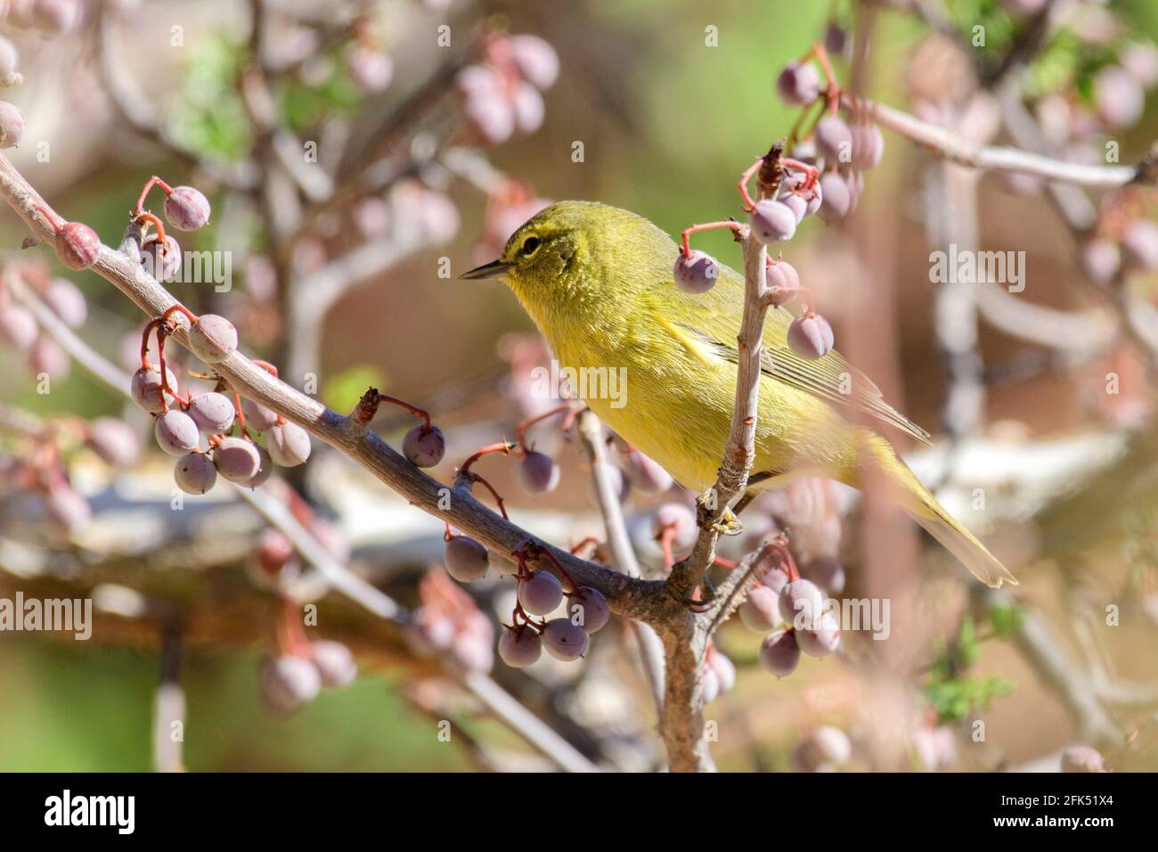 Nordamerika, Mexiko, Baja California Sur, El Sargento, Vogel, Wüste, Vogelbeobachtung, Natur, Orangen-gekrönter Waldsänger Stockfoto