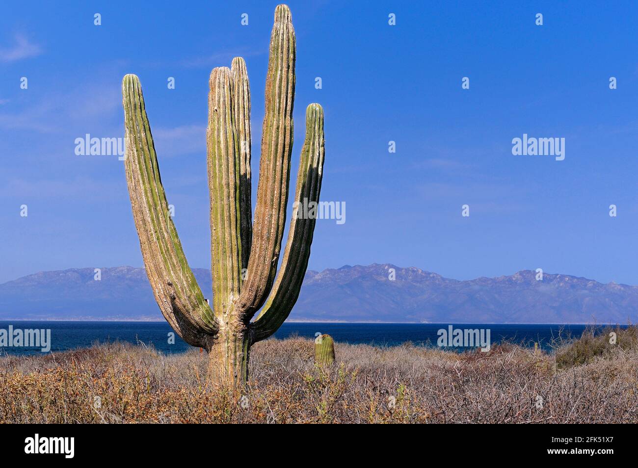 Isla Cerralvo, La Ventana Bay, Sea of Cortez, El Sargento, in der Nähe von La Paz, Baja California Sur, Mexiko Stockfoto