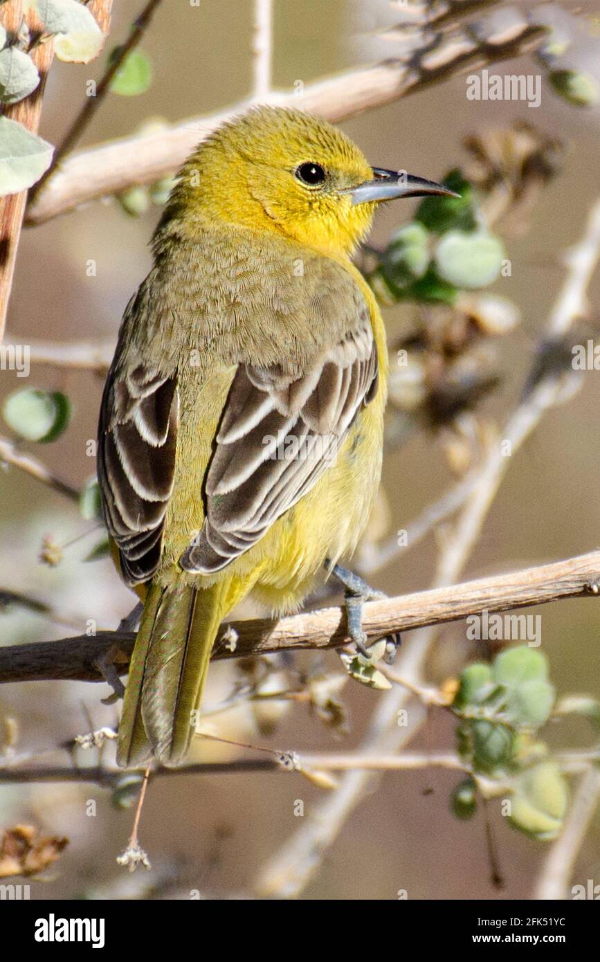 Nordamerika, Mexiko, Baja California Sur, El Sargento, Orchard-Oriole, Icterus spurius Stockfoto