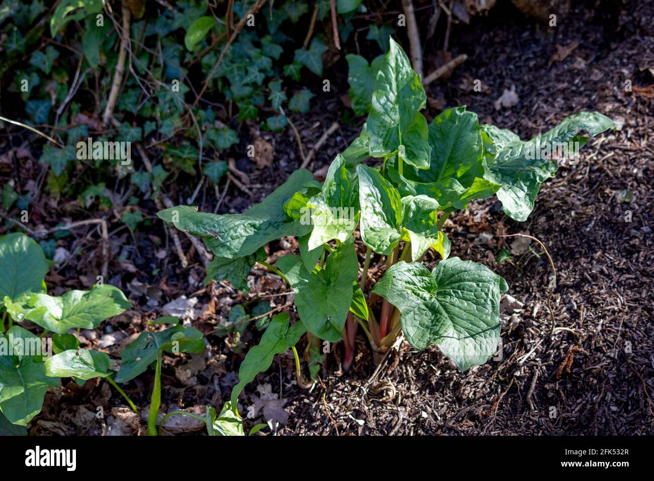 Adam und Eva-Pflanze (Arum maculatum) Wächst in der Frühlingssonne Stockfoto