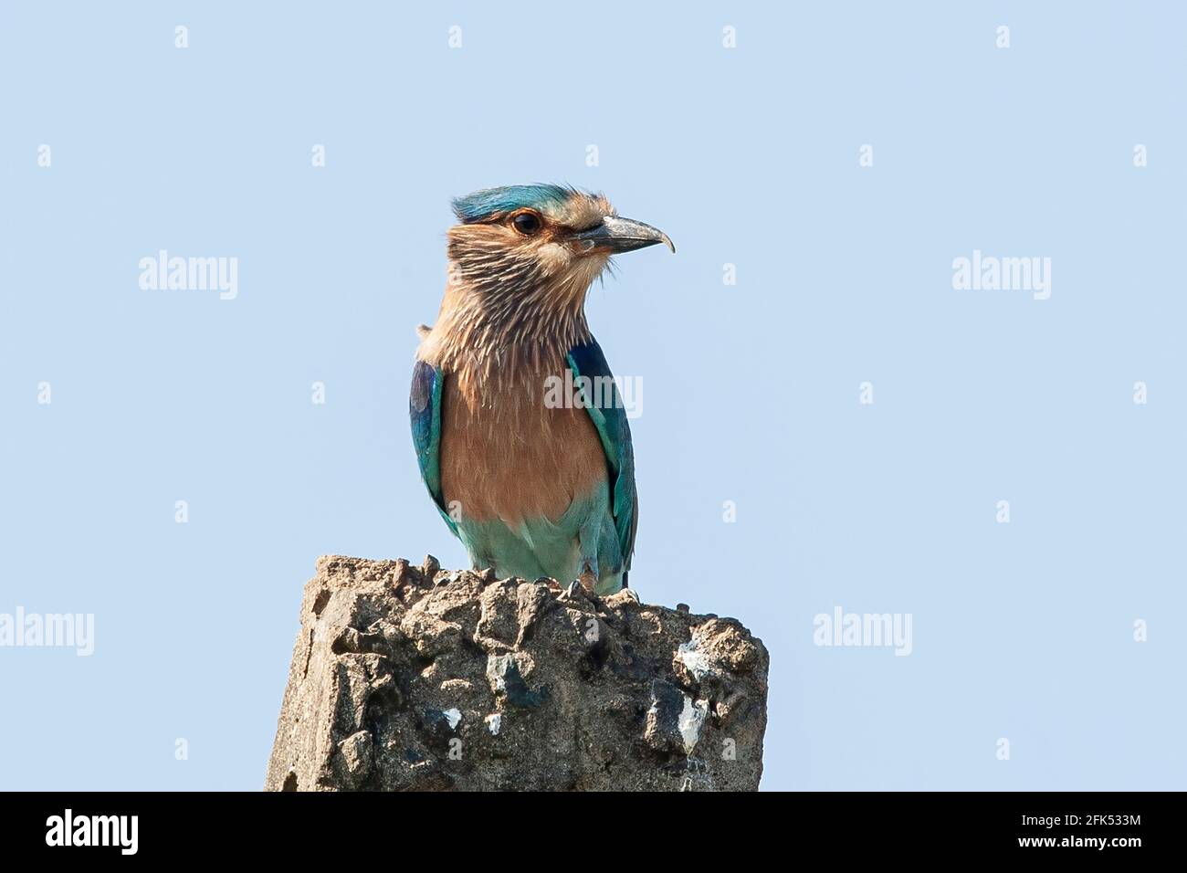 Indische Walze, Coracias benghalensis, Single adult thront auf der Post, Goa, Indien Stockfoto