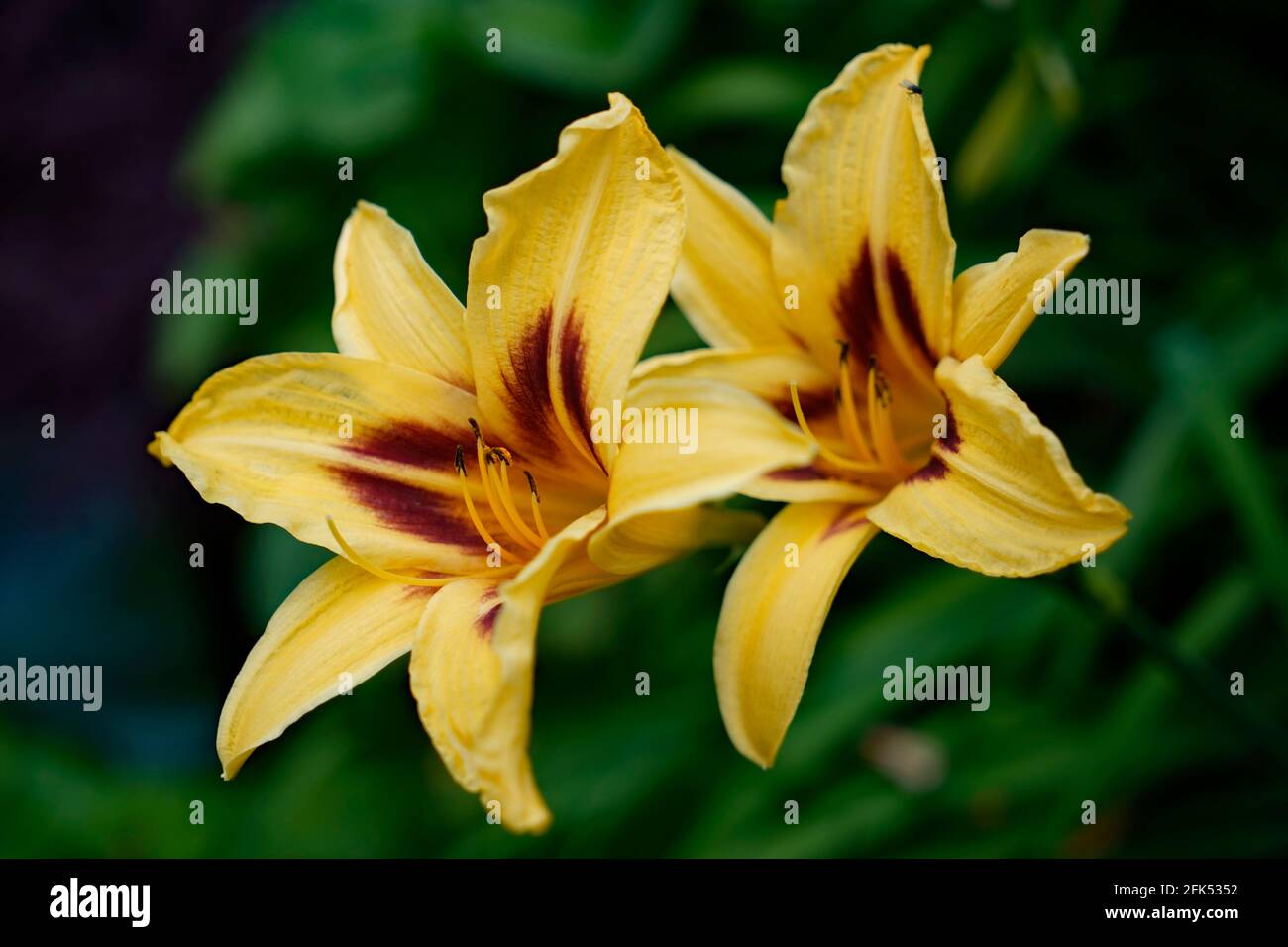 Zwei gelbe Taglilienblüten mit einem braunen Herz gegen eine Grüner Hintergrund Hemerocallis 'Bonanza' Stockfoto