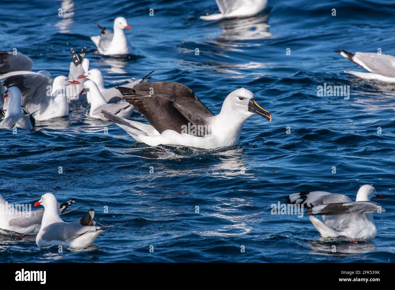 Indische Gelbnasenalbatros, Thalassarche carteri, alleinstehende Erwachsene, die auf dem Meer schwimmen, Woollongong, Queensland, Australien Stockfoto