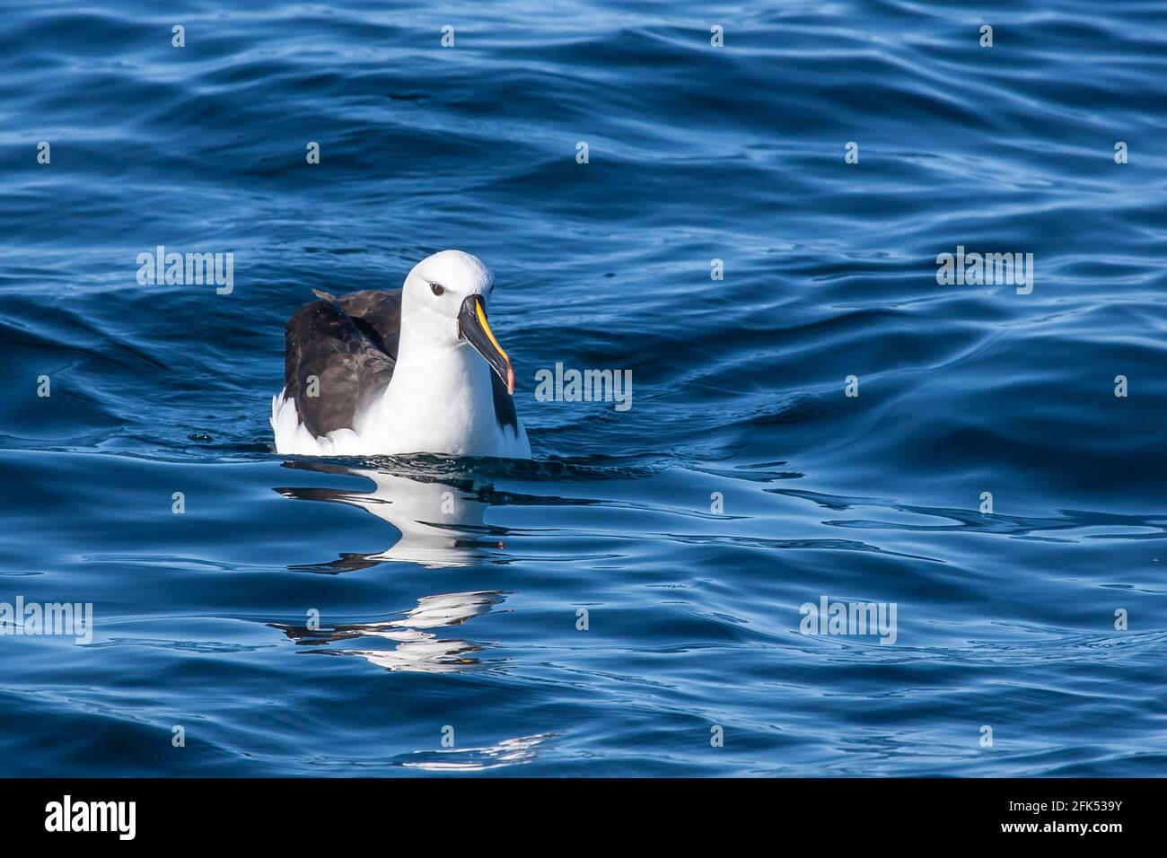 Indische Gelbnasenalbatros, Thalassarche carteri, alleinstehende Erwachsene, die auf dem Meer schwimmen, Woollongong, Queensland, Australien Stockfoto
