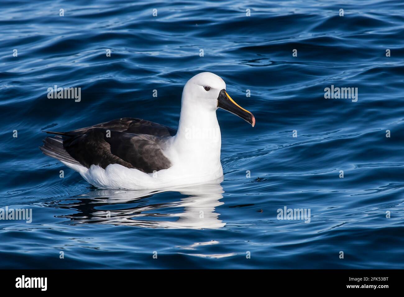 Indische Gelbnasenalbatros, Single Adult Schwimmen auf dem Meer, Woollongong, Queensland, Australien Stockfoto