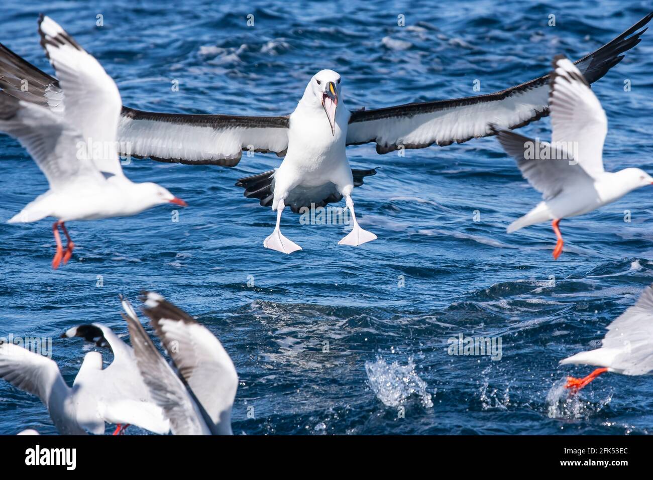Indische Gelbnasenalbatros, Thalassarche carteri, Single adult landet auf dem Meer, Woollongong, Queensland, Australien Stockfoto