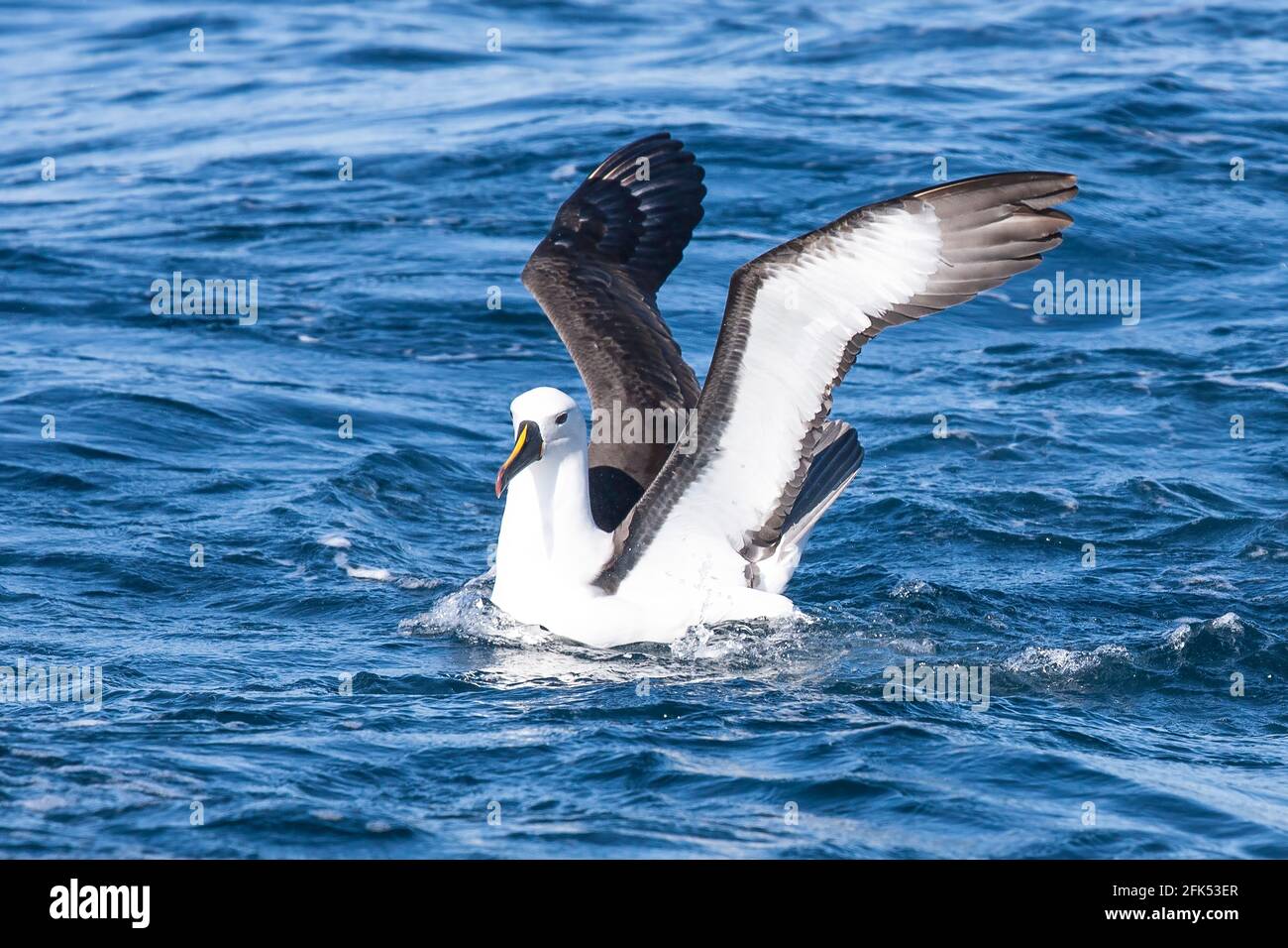 Indische Gelbnasenalbatros, Thalassarche carteri, alleinstehende Erwachsene, die auf dem Meer schwimmen, Woollongong, Queensland, Australien Stockfoto