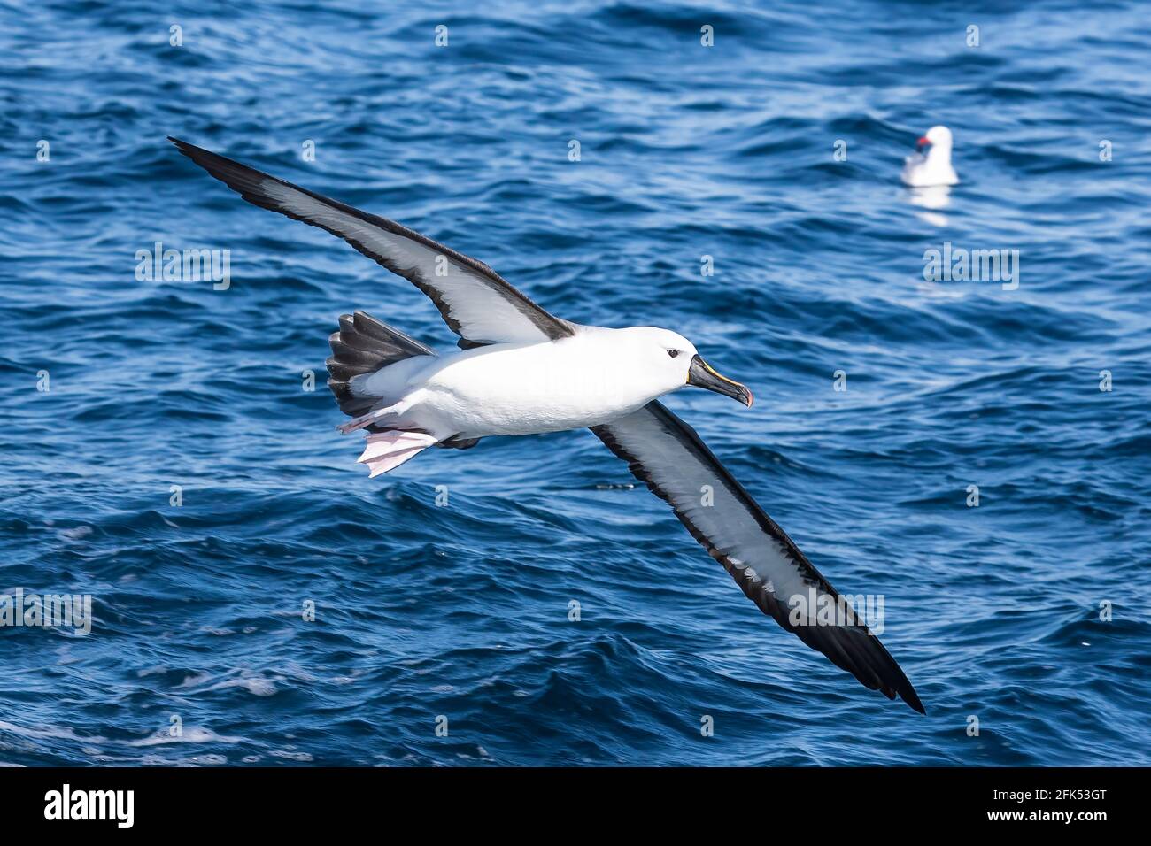 Indische Gelbnasenalbatros, Thalassarche carteri, Single adult fliegend über das Meer, Woollongong, Queensland, Australien Stockfoto